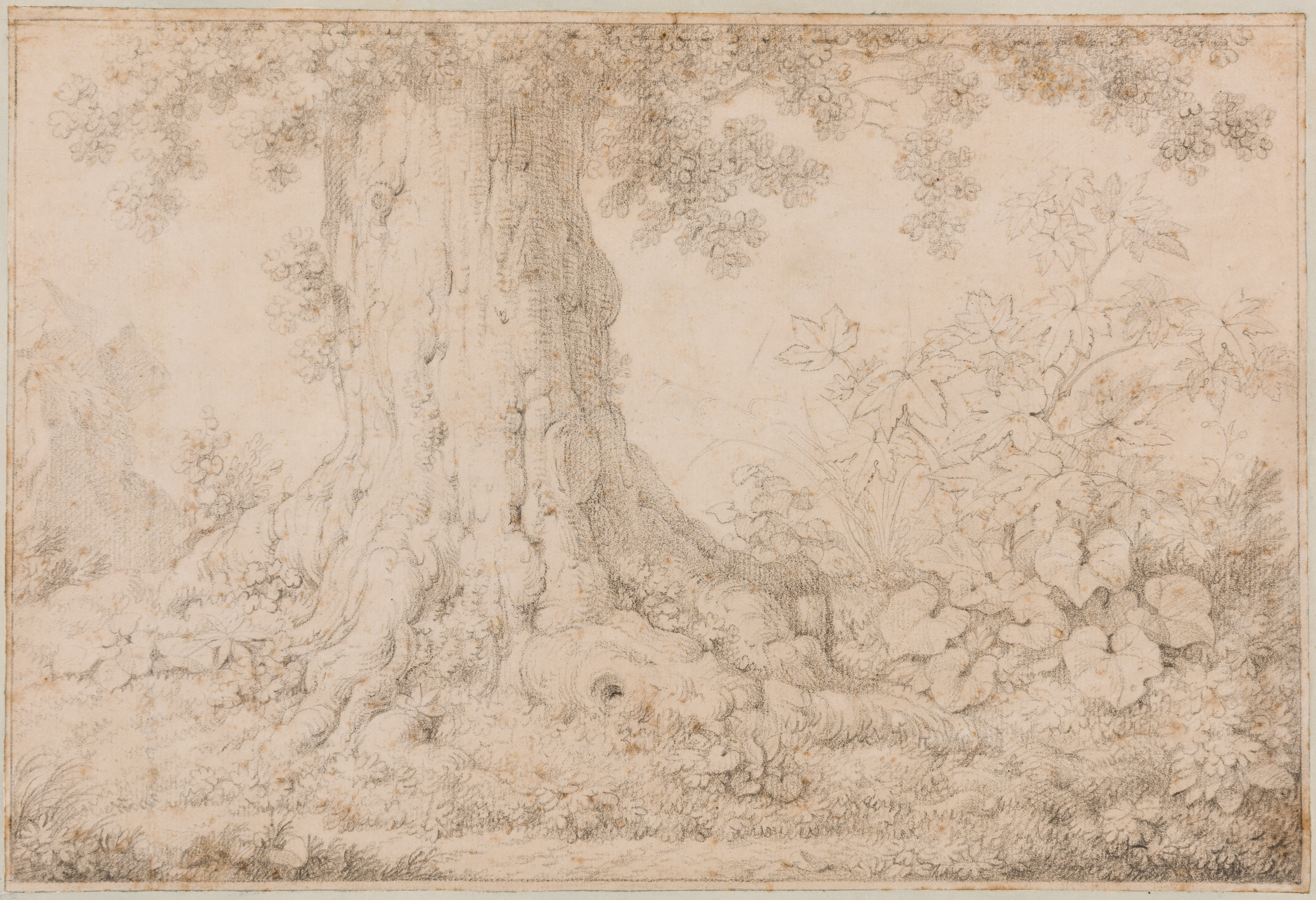 Study of the Base of a Tree and Undergrowth